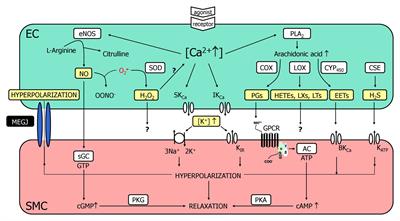 Endothelium-Derived Hyperpolarizing Factor and Myoendothelial Coupling: The in vivo Perspective